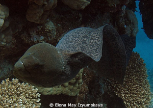 Giant moray on the Careless Reef by Elena May Izyumskaya 